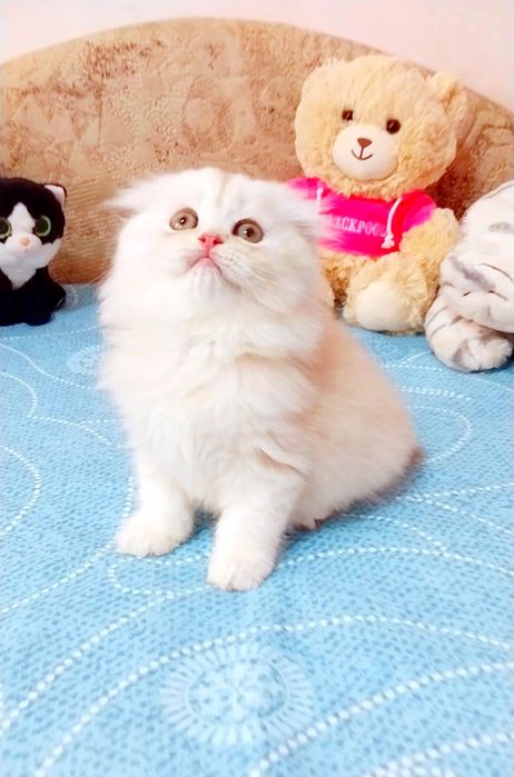 Лялькова висловуха кицюнечка