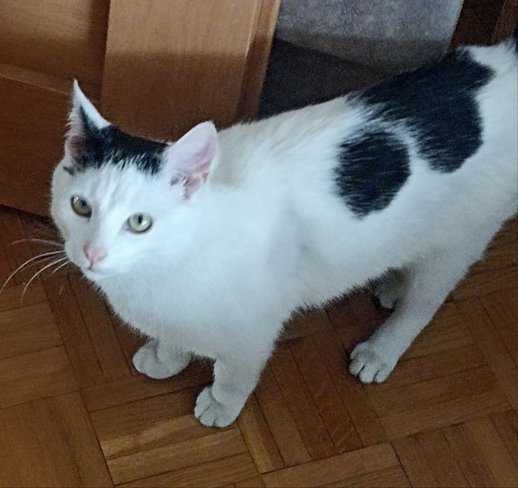 Kotek do adopcji