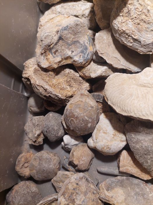 Fósseis-lote 50 peças por limpar e classificar