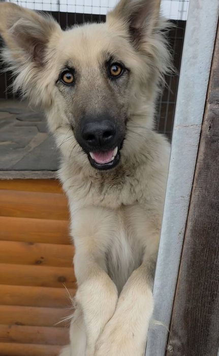 Piękna ,niespotykana ,szuka domu.