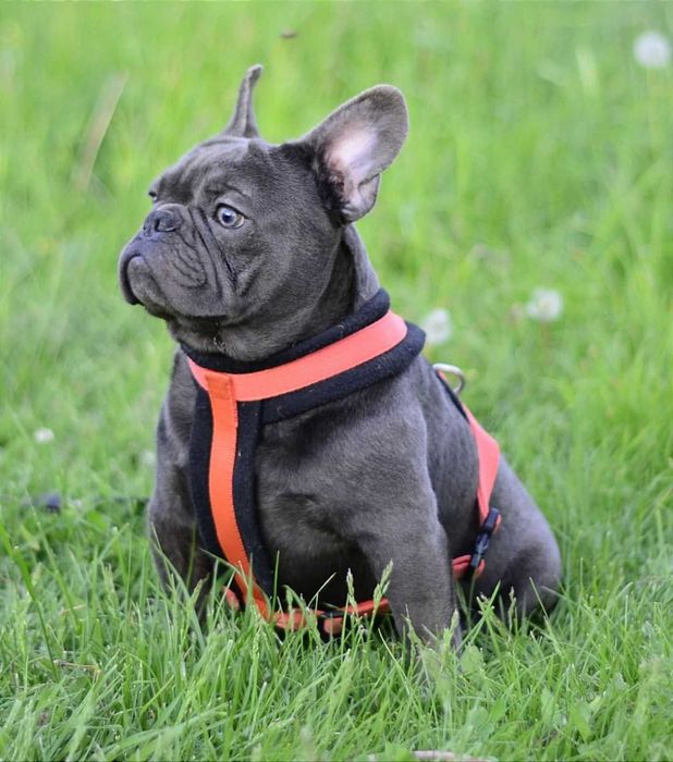 Французький бульдог в'язка блакитний хлопчик.