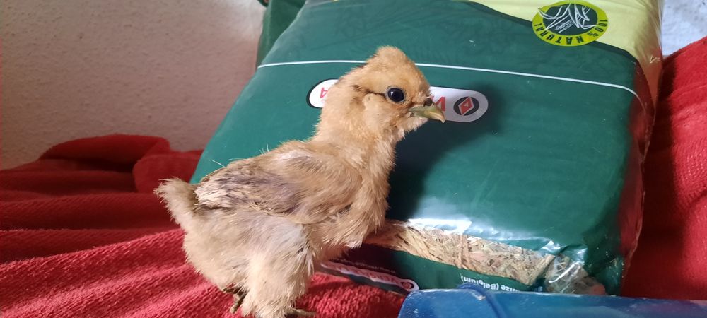 Pintos Sedosas do Japão ou Ovos Galados