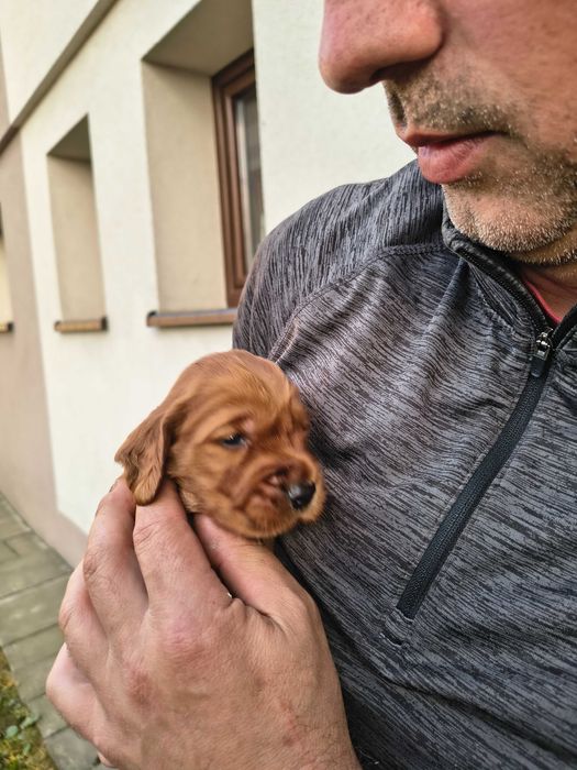 Cocker spaniel  CZYTAJ OPIS!!
