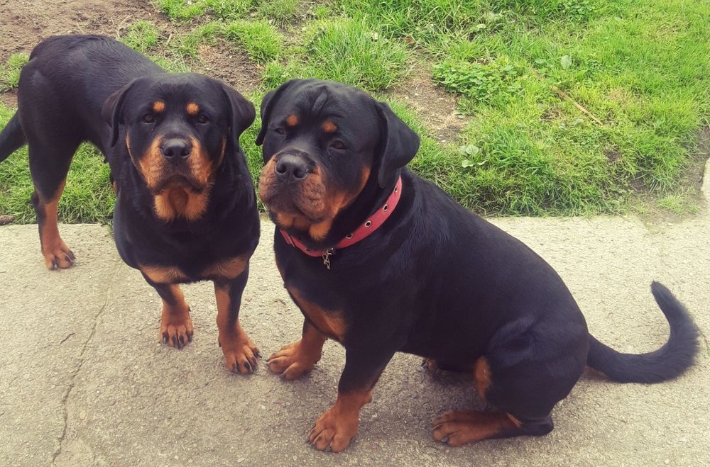 Piesek rottweiler