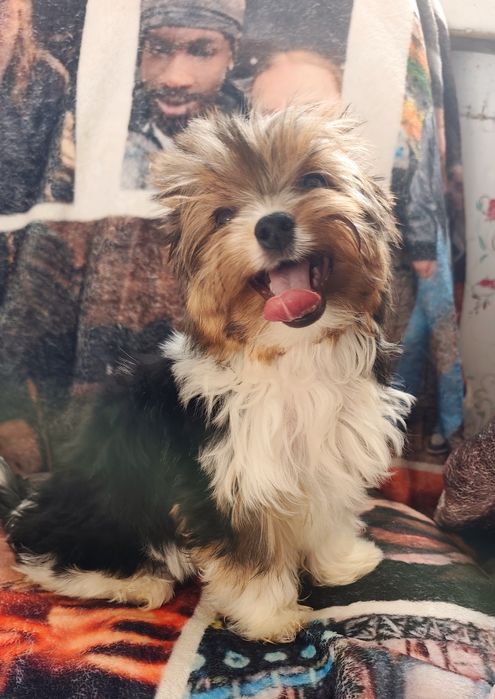 Хлопчик Бівер Йорк гарнесенький.