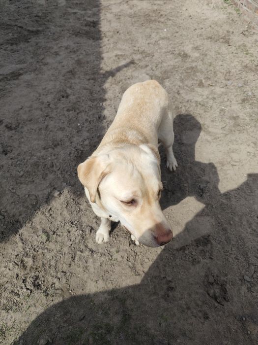 Лабрадор ретривер КСУ