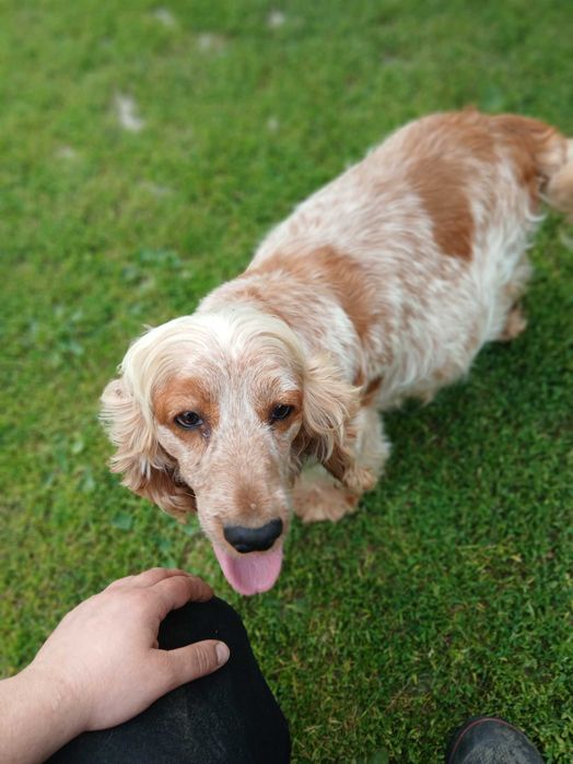 Cocker spaniel pies GOLDEN