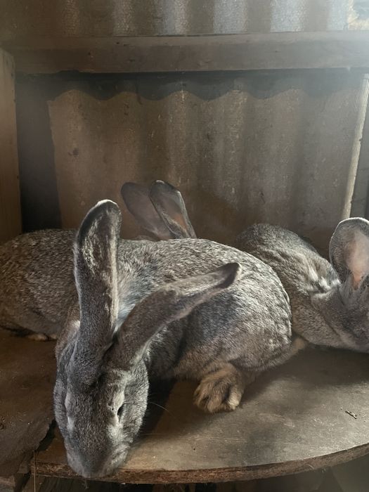 Кролиці Шиншили, вік 5 місяців