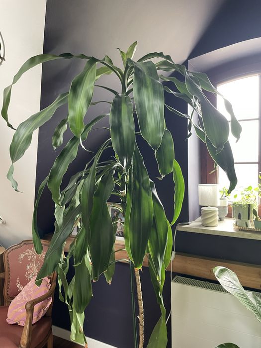 Duża Dracena Wonna (200 cm) – Zdrowy okaz, regularnie kwitnie