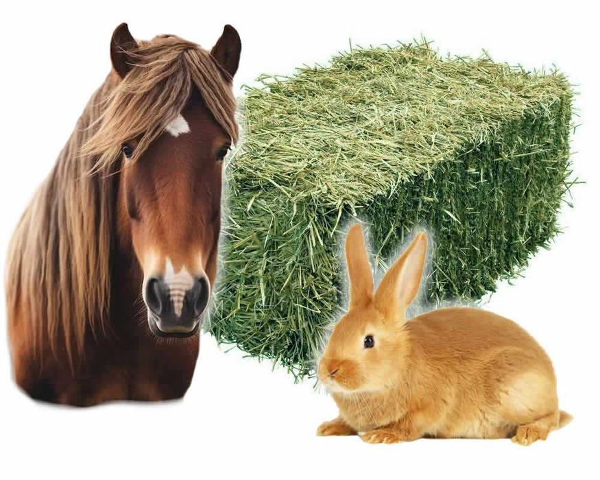 owies siano karma dla koń byk krowa koza królik