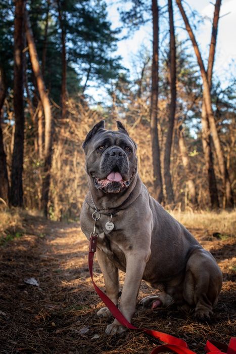 Чемпион Молдовы и Румынии