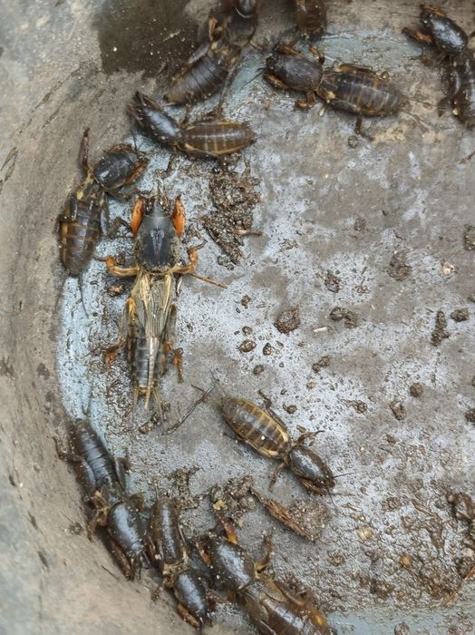 Turkuć podjadek ,żywa przynęta.10sztuk