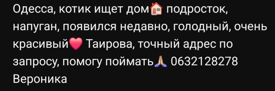 Отдам даром в добрые руки пушистого рыжего котика