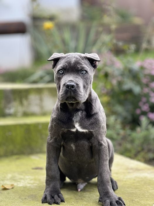 Кане корсо хлопчик.