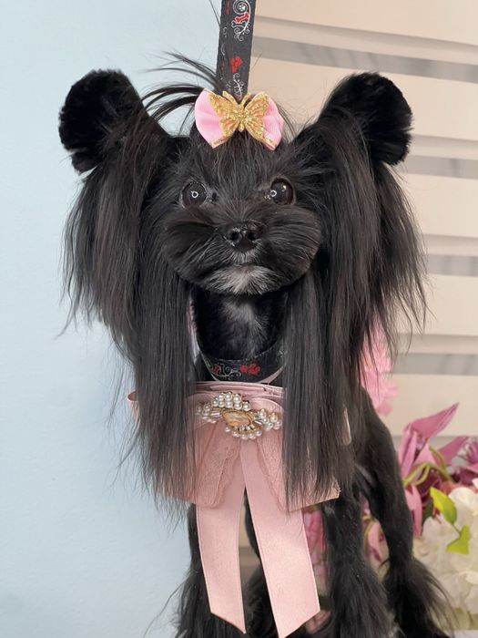 Щенок йоркширского терьер- девочка