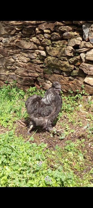 Galos Sedosa do Japão