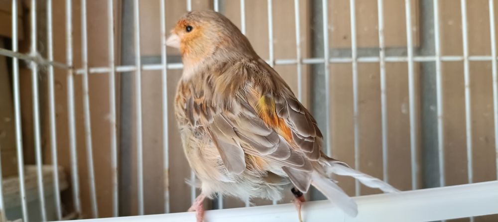 Canária canela de 2022