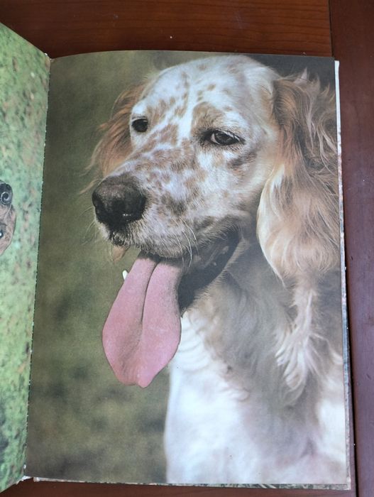 Livro O Mundo Maravilhoso dos Animais