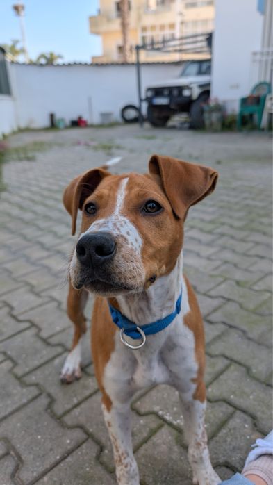 Cão 9-10 meses muito lindo