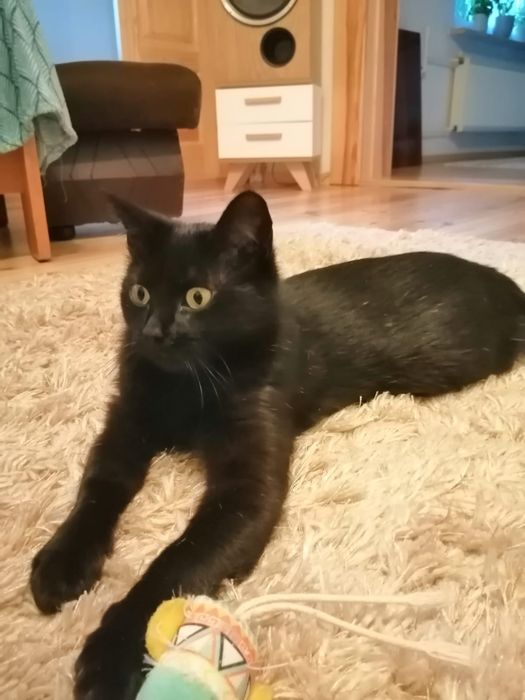 Filigranowa koteczka do adopcji