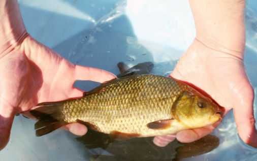 ZARYBIANIE 2026 - Zapisy na ryby do stawów