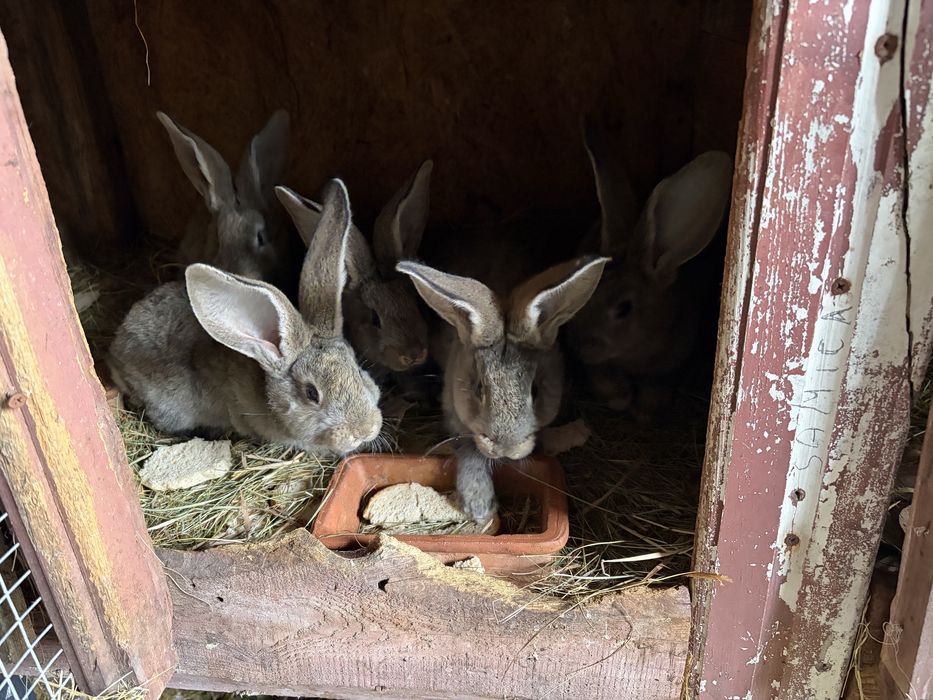 Króliki hodowlane