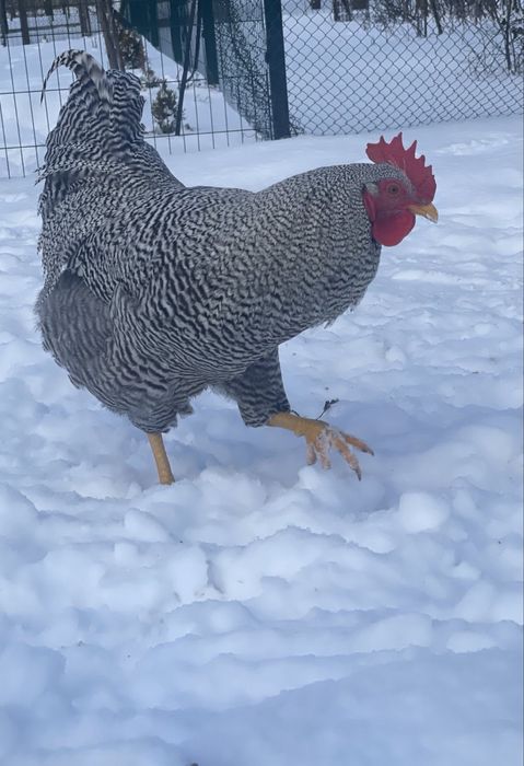Півні  породні Амрокс.