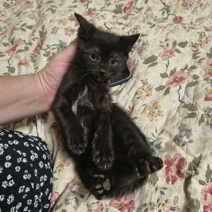Кошенята кошеня котеня хлопчики і дівчинка