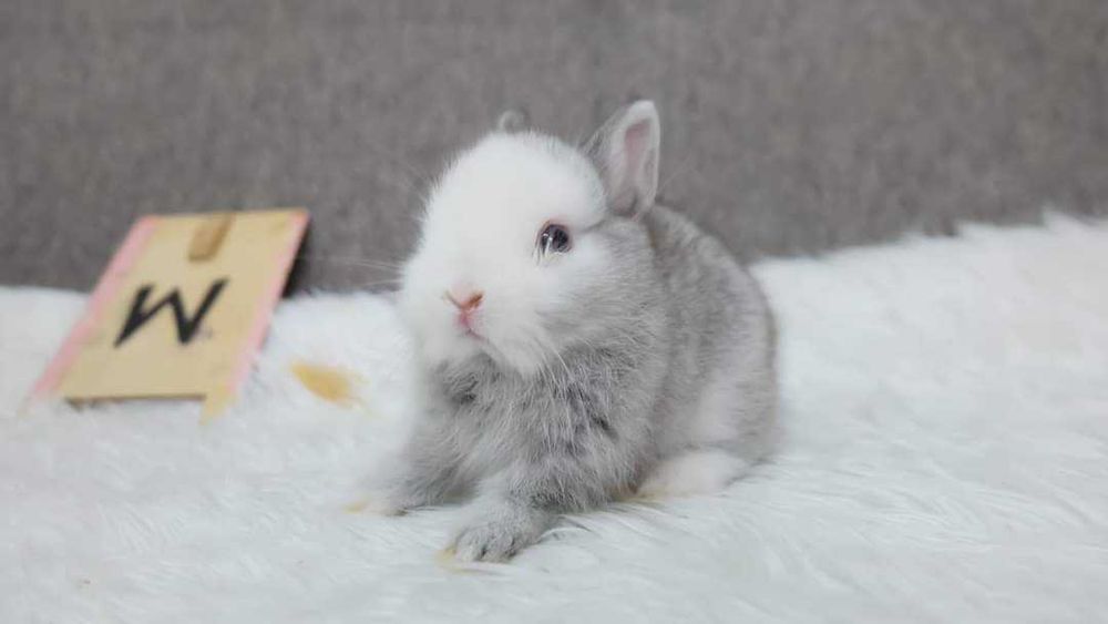 Kit completo coelhos anões mini lop