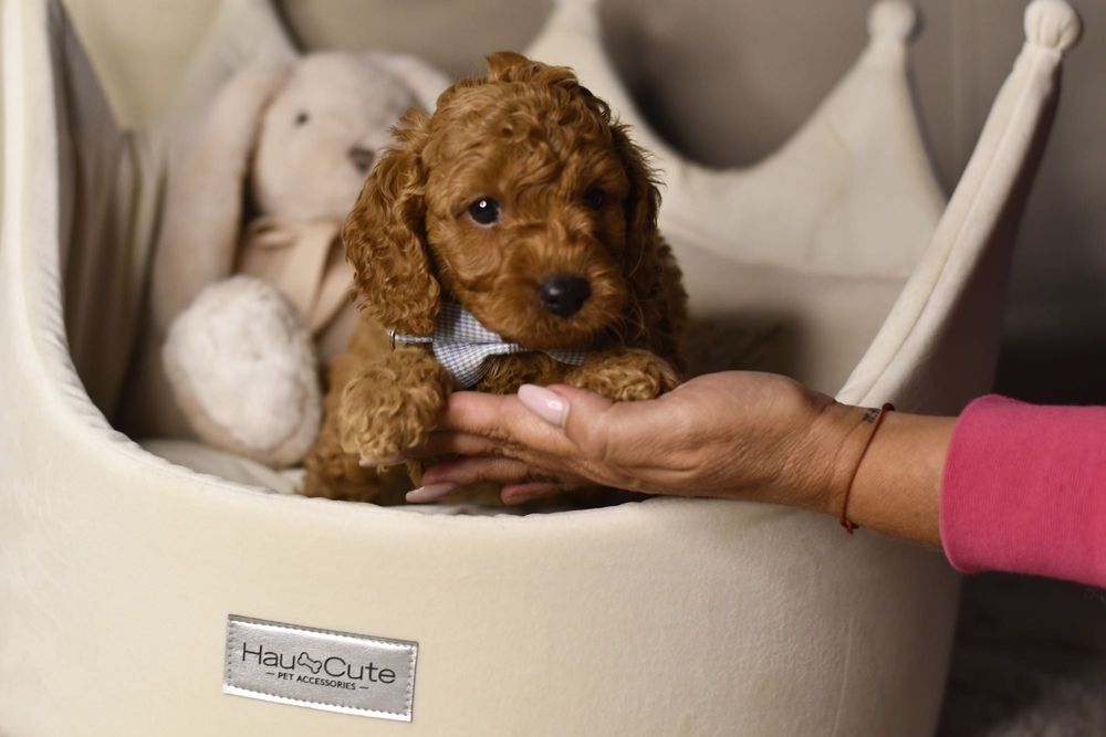 Cavapoo F1 RED wyjątkowy chłopiec