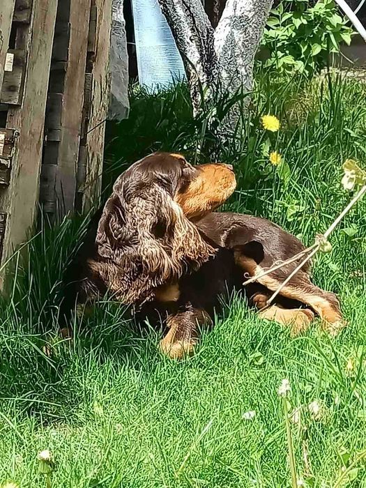 Англійський кокер спаніель шукає дівчинку