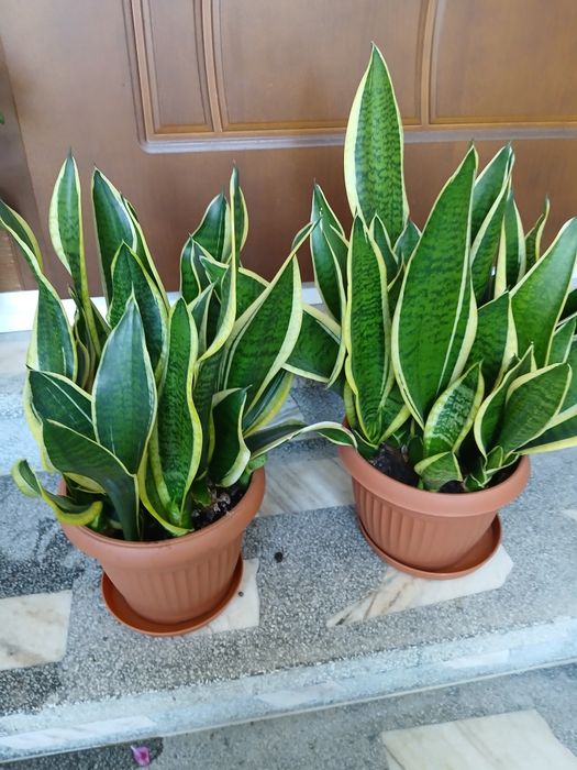 Sensewiera lub wężownica