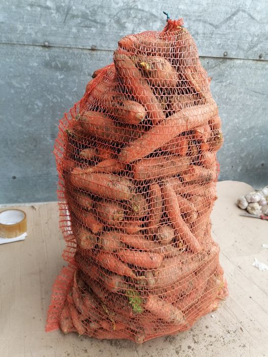 Marchew paszowa 25 kilo prosto z gospodarstwa od rolnika wysyłka inpos