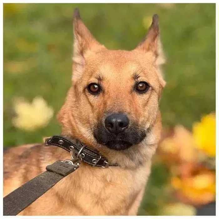 Молодая собака, 2 года