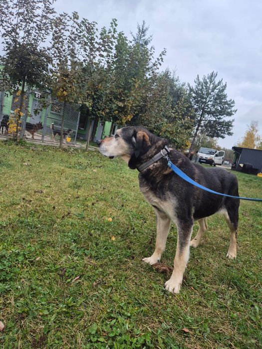 URATUJ BORYSA – duży, owczarkowaty pies o wielkim sercu czeka na dom!