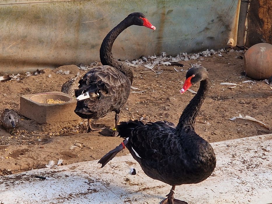 Casal de cisnes pretos adultos