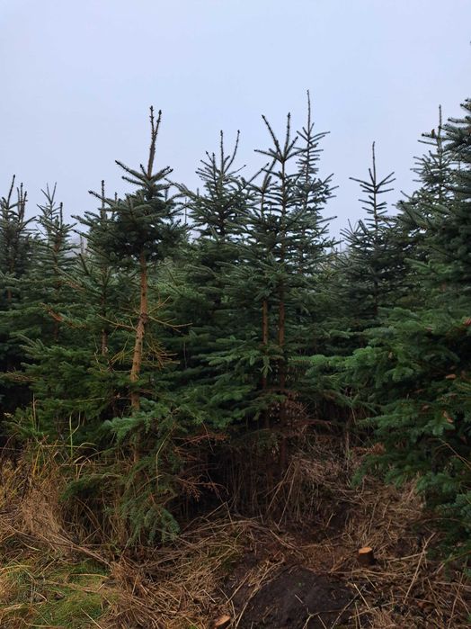 Sprzedam świerk srebrny