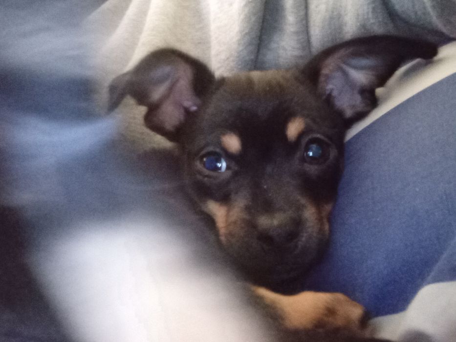 Продажа цуценят той-тер'єра