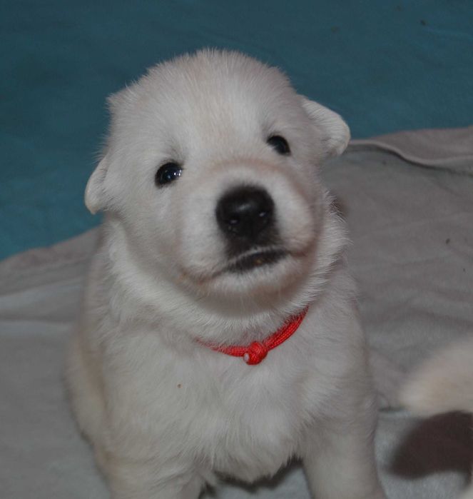 Biały owczarek szwajcarski, suczka długowłosa od szkolenioca!