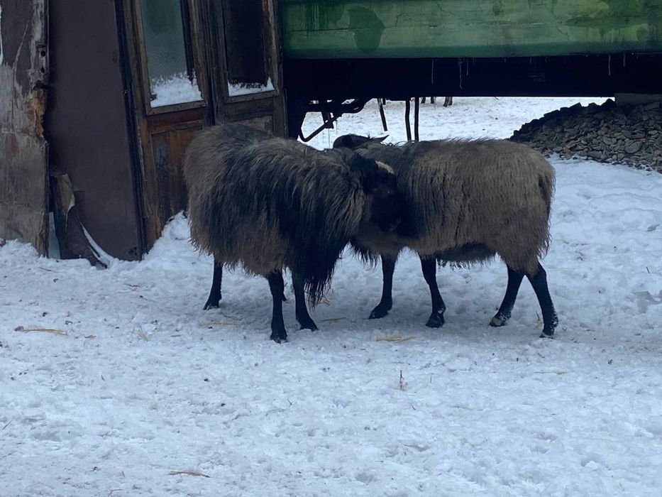 Продам барана півтора річного