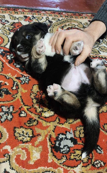 Цуценя шукає сім'ю