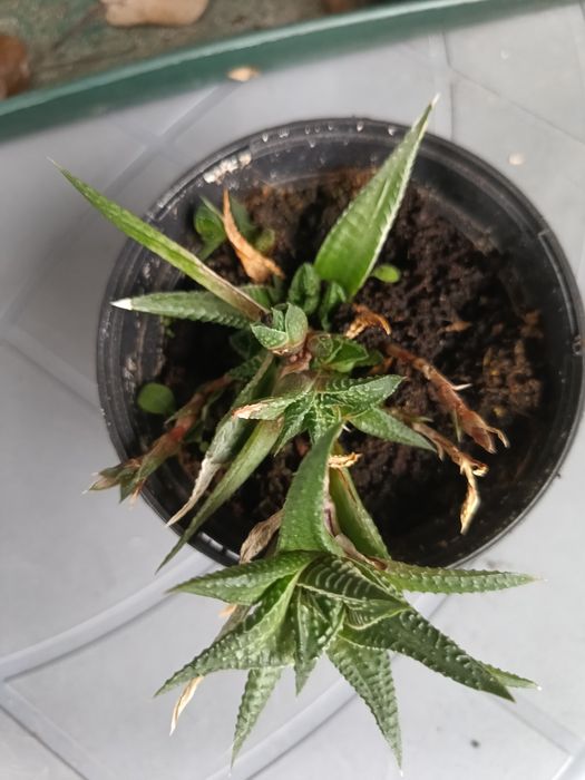 Haworthia limifolia