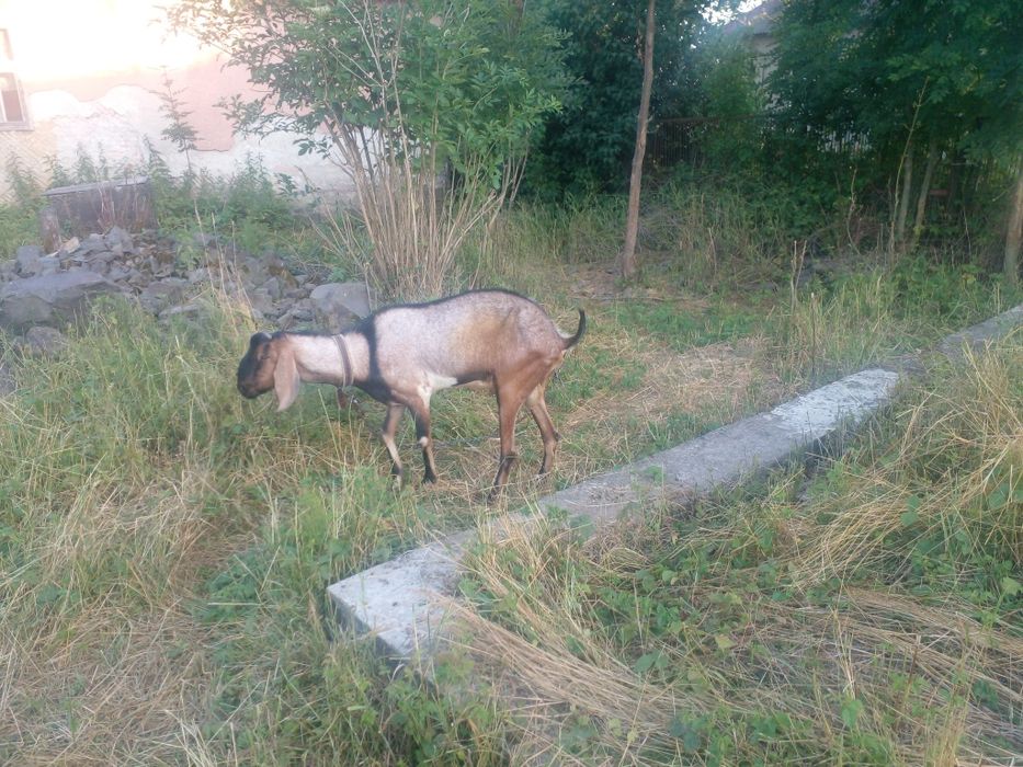 Случка з англо-нубійським козлом