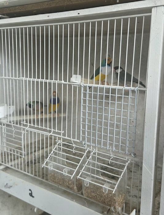Diamantes gould 2026/ pardal de java