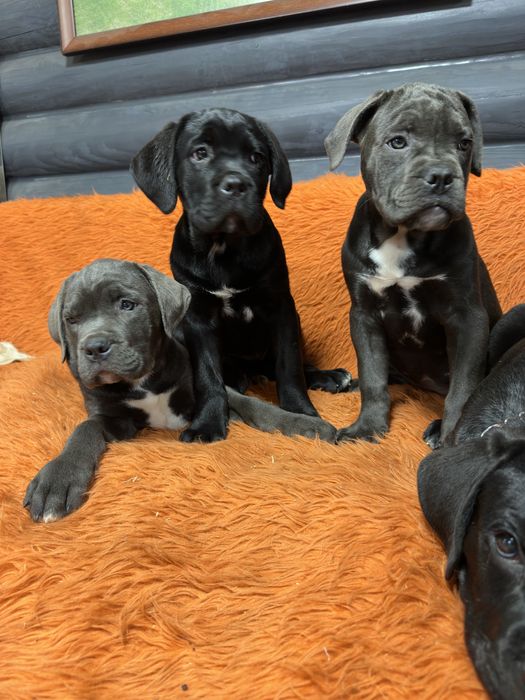 Дівчинка кане-корсо чорна мала 2міс