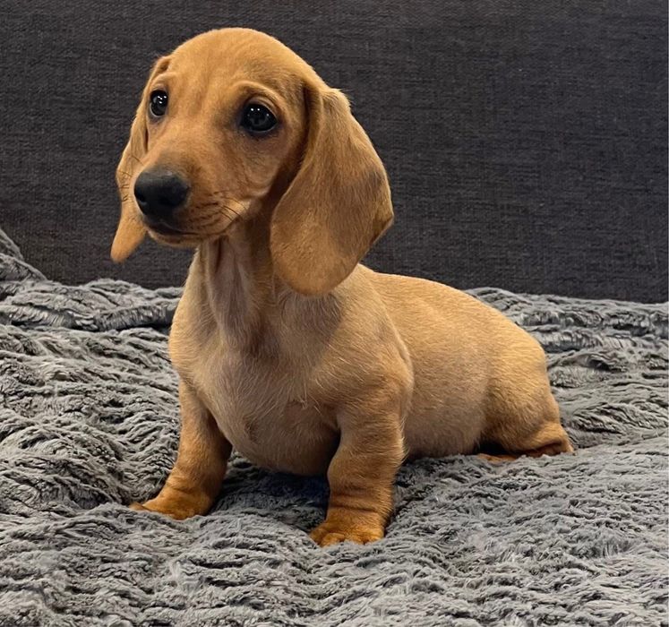 Teckel Femea miniatura !!