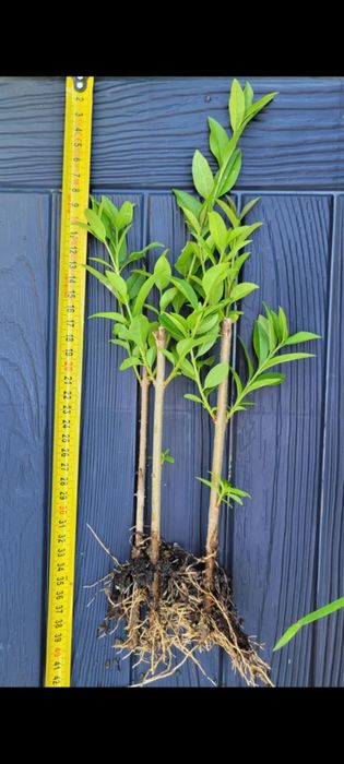 Ligustr zimozielony atrovirens 30cm + ostatni tydzień promocji