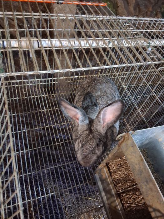 Vendo coelhos de ninhada nova