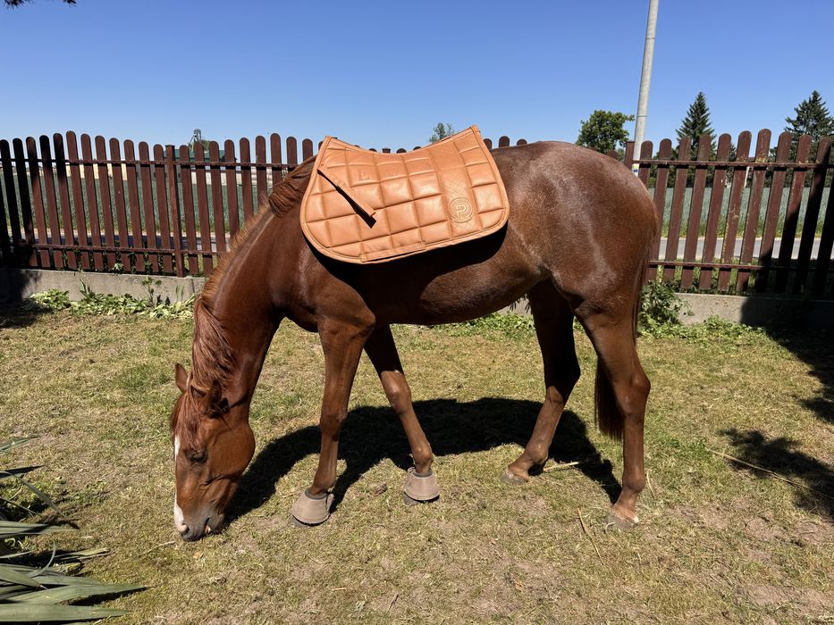 Czaprak eskadron