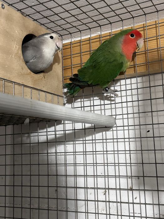 Casal de agapornis long